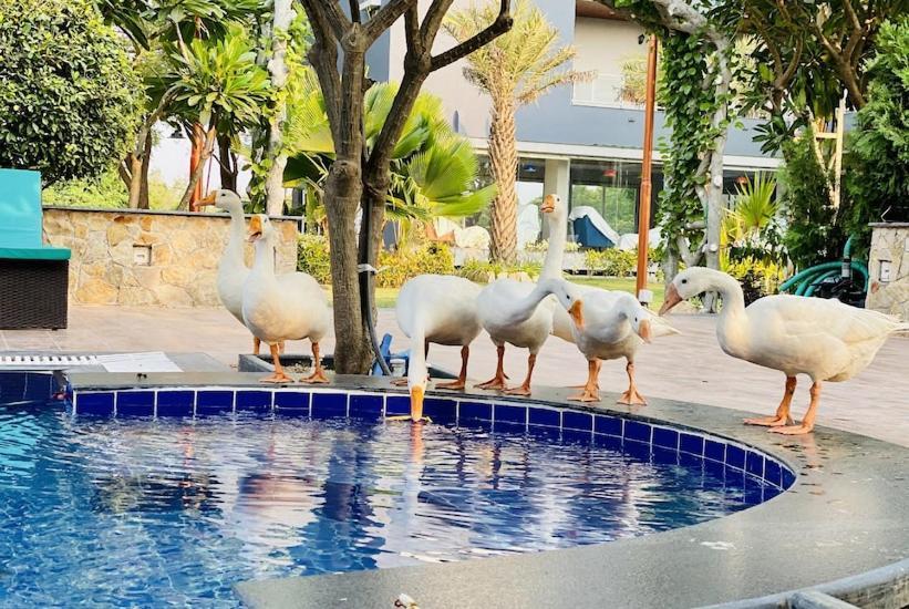 Krishna Riverside Resort Vasad エクステリア 写真
